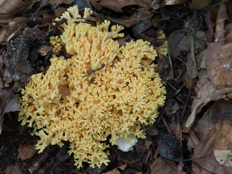 Ramaria subtilis var. crassispora